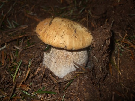 Hríb smrekový (Boletus edulis)
