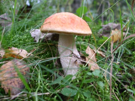 Kozák osikový (Leccinum albostipitatum) 