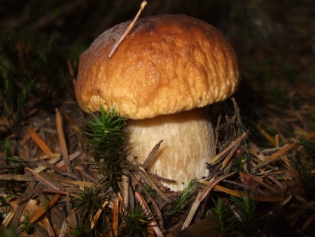 Hríb smrekový (Boletus edulis)