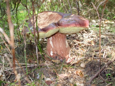 Hríb sosnový (Boletus pinophilus)