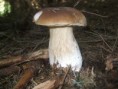 /album/hubarske-ulovky/dscf0003-jpg/